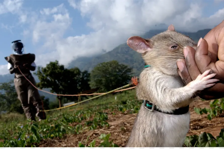 الفئران，الغامبي جرابي الفئران PNG