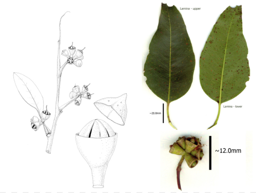 الكافور جرانديز，Myrtaceae PNG