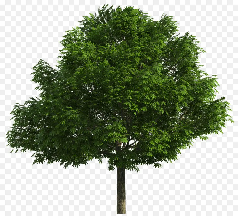 الأشجار الأصلية الأسترالية，شجرة PNG