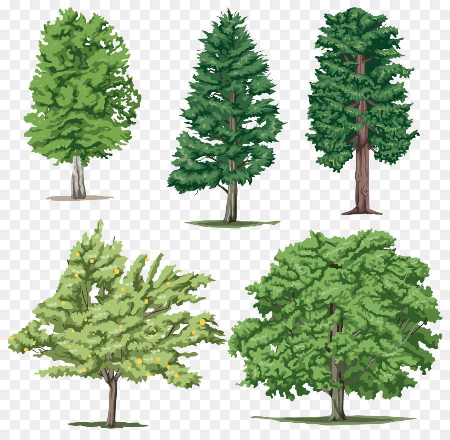 شجرة，النمو الثانوي PNG
