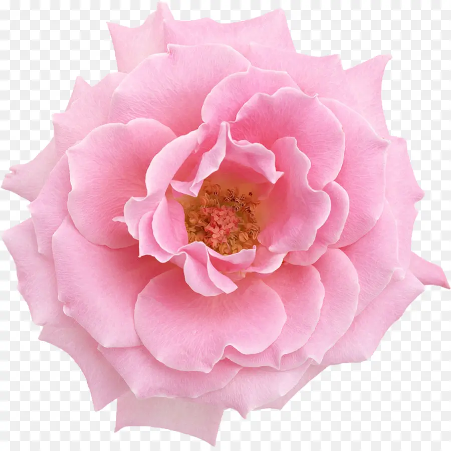 زهرة，الزهور الوردية PNG