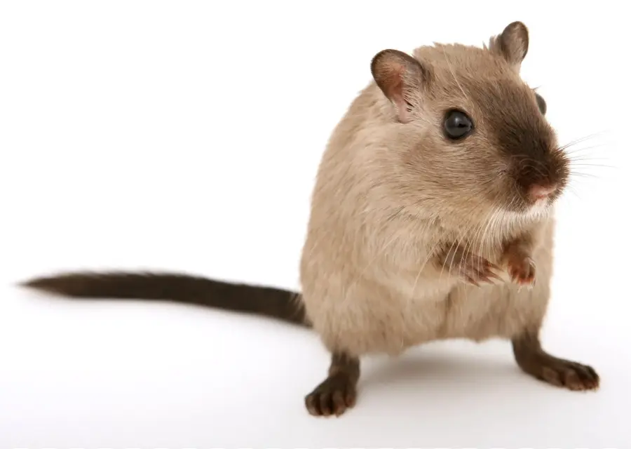 الفأر البني，القوارض PNG
