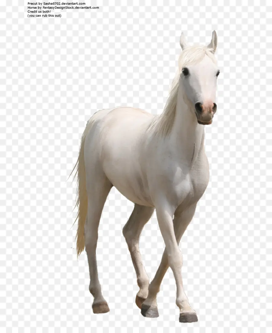 حصان，حصان أبيض PNG
