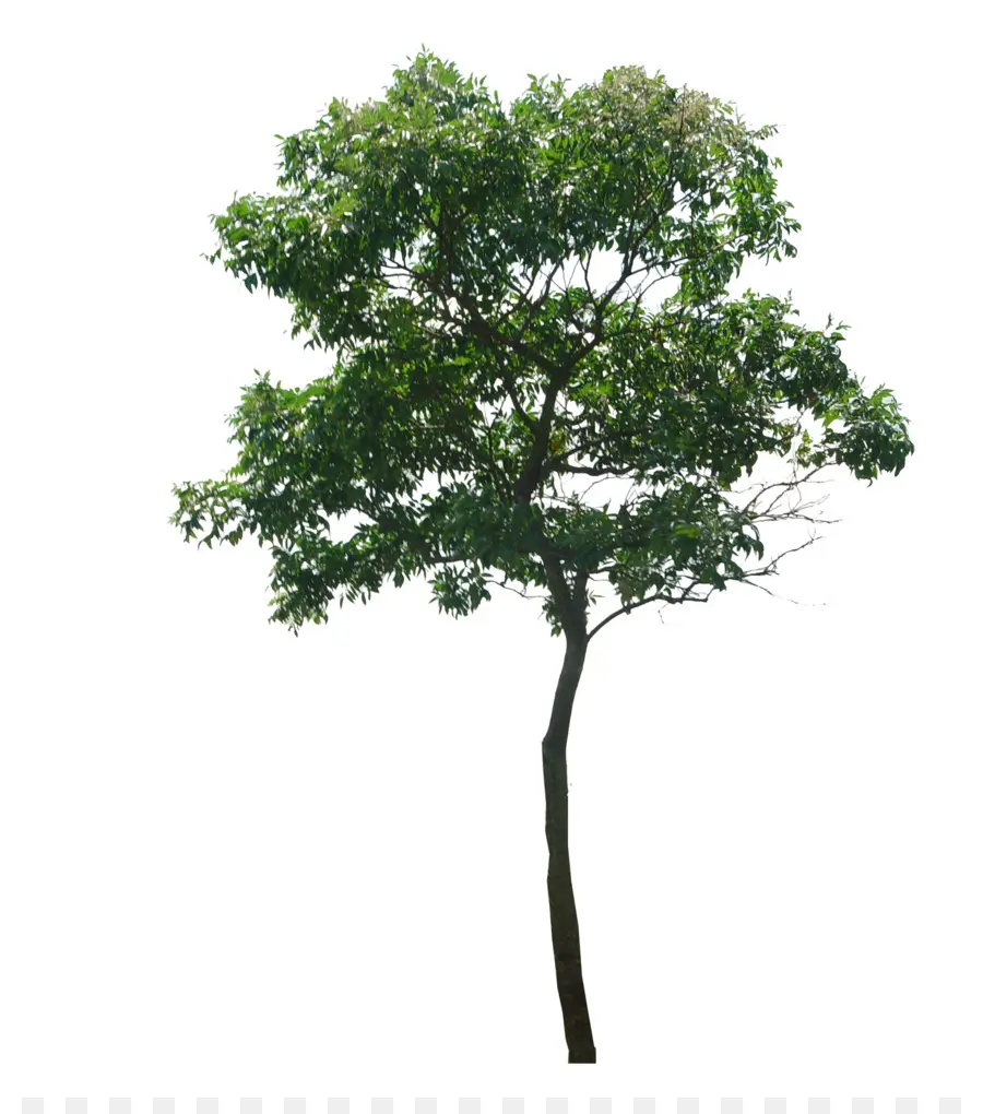 شجرة，Dillenia Philippinensis PNG