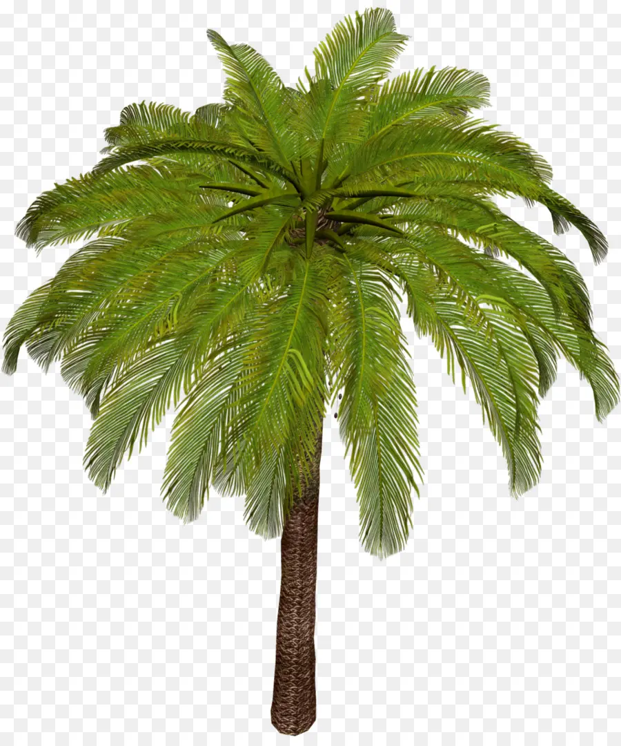 Arecaceae，الآسيوية تدمر النخيل PNG