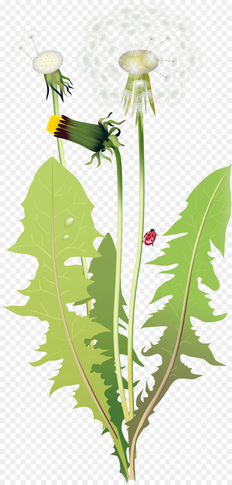 زهرة，Lilium PNG