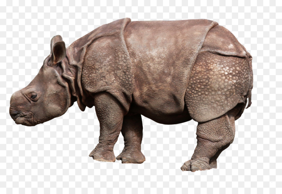 وحيد القرن，وحيد القرن الأفريقي PNG