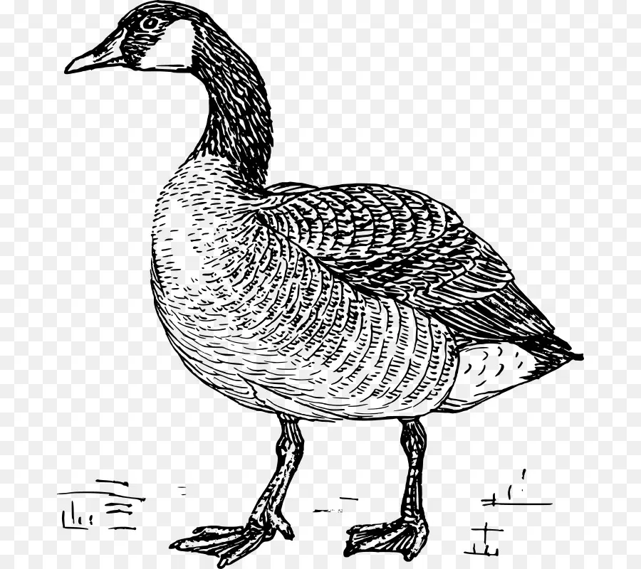 أوزة，Greylag Goose PNG