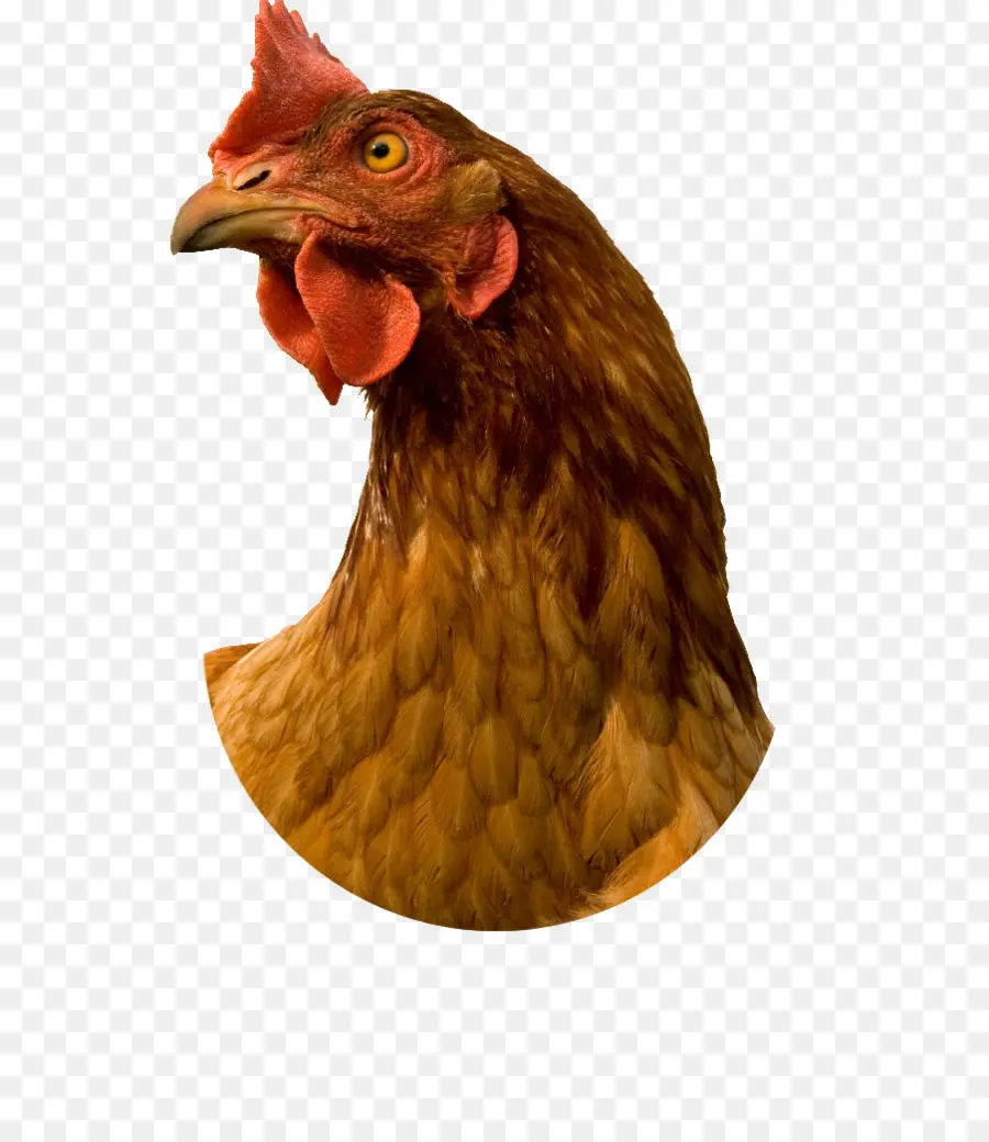 الدجاج，الأسهم التصوير PNG