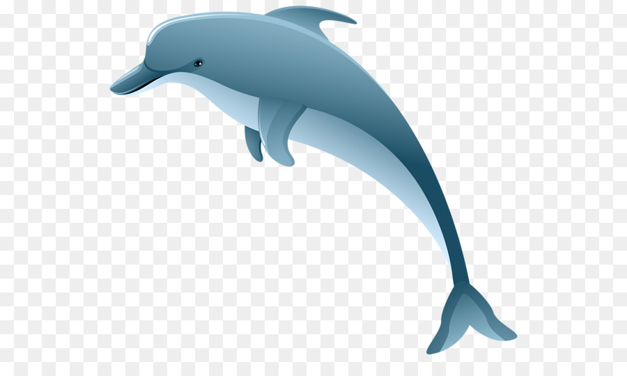 Dolphin الشورت الشورت，دولفين PNG