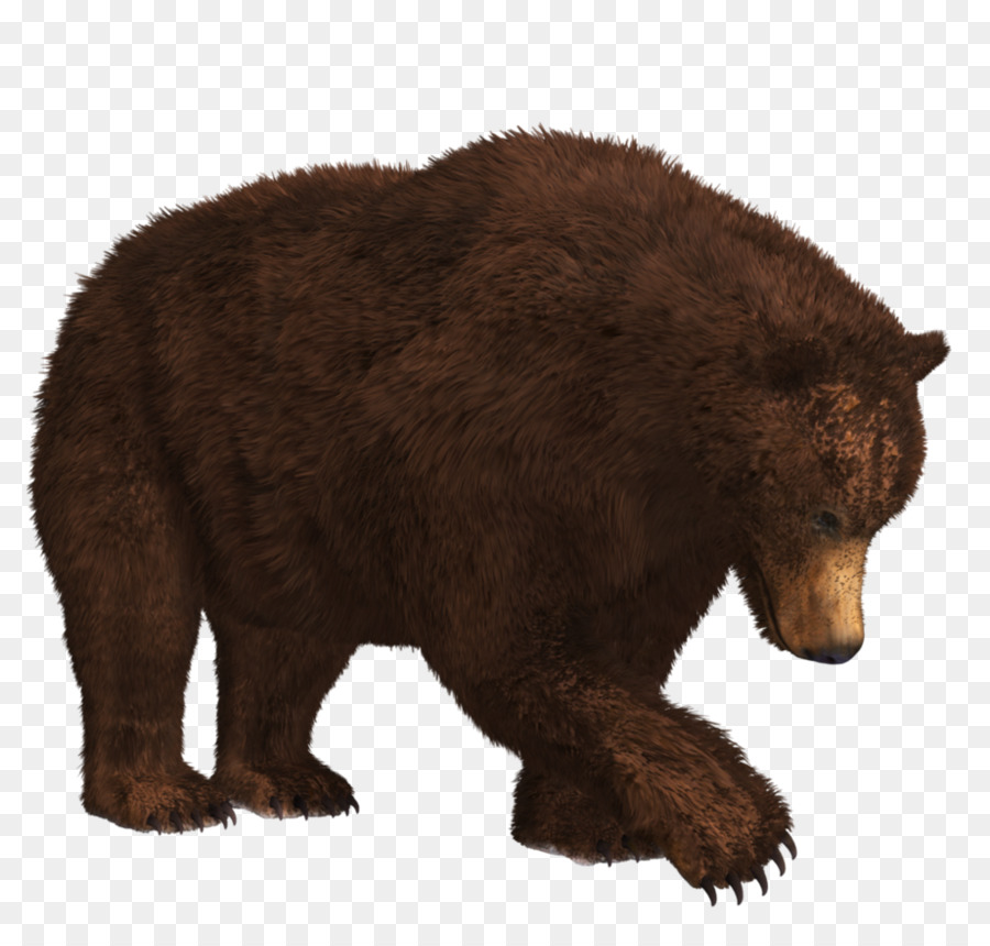 دُبٌّ，الدب القطبي PNG