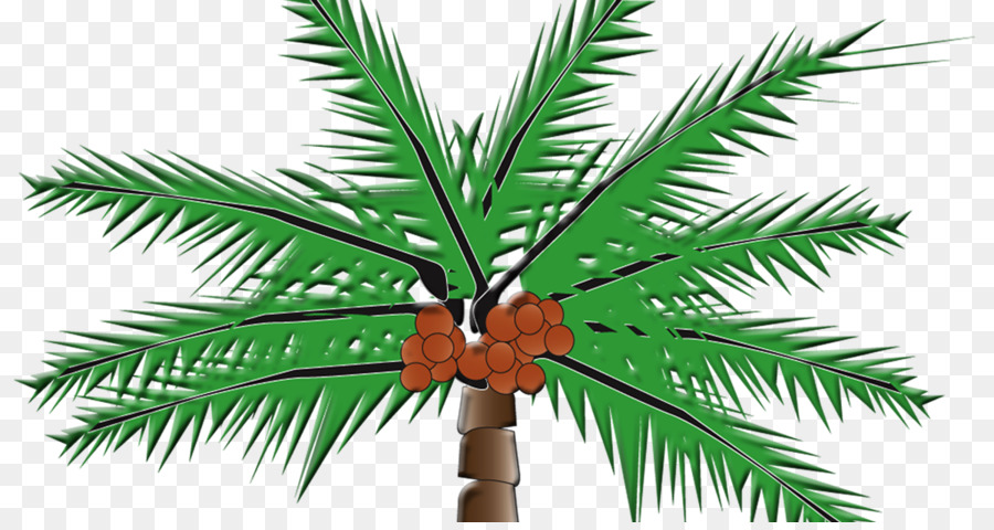 Arecaceae，حليب جوز الهند PNG