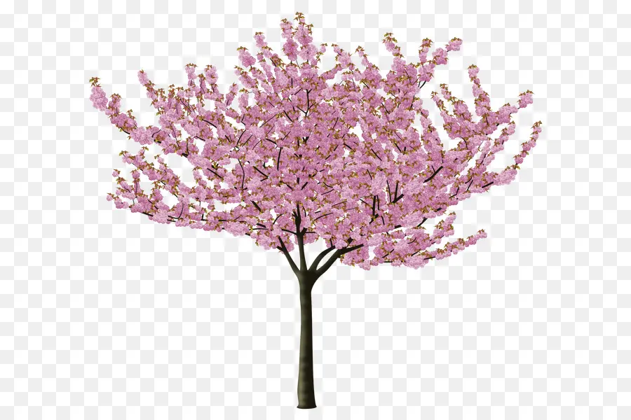 زهر الكرز，شجرة PNG