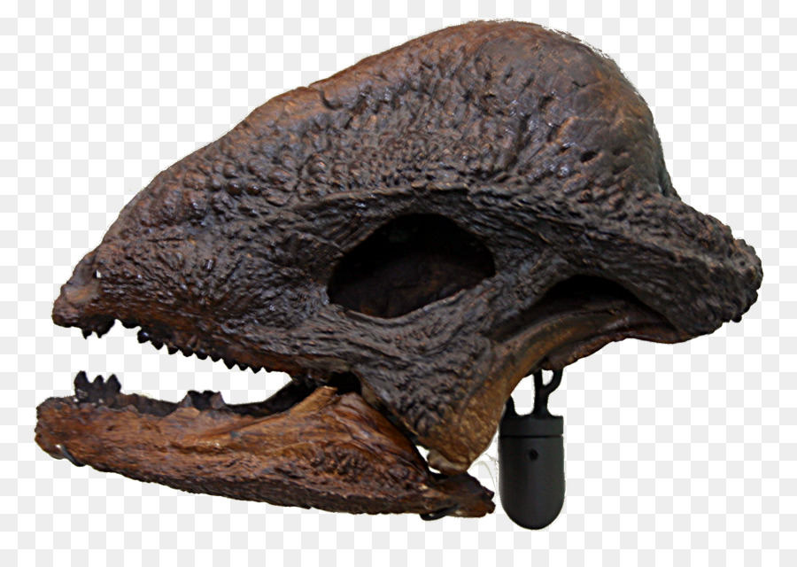 متحف الديناصورات，Stegoceras PNG