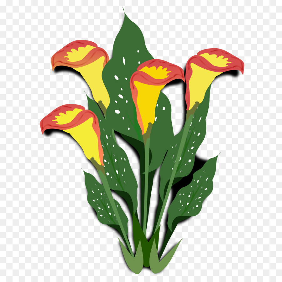 زهرة，Arumlily PNG