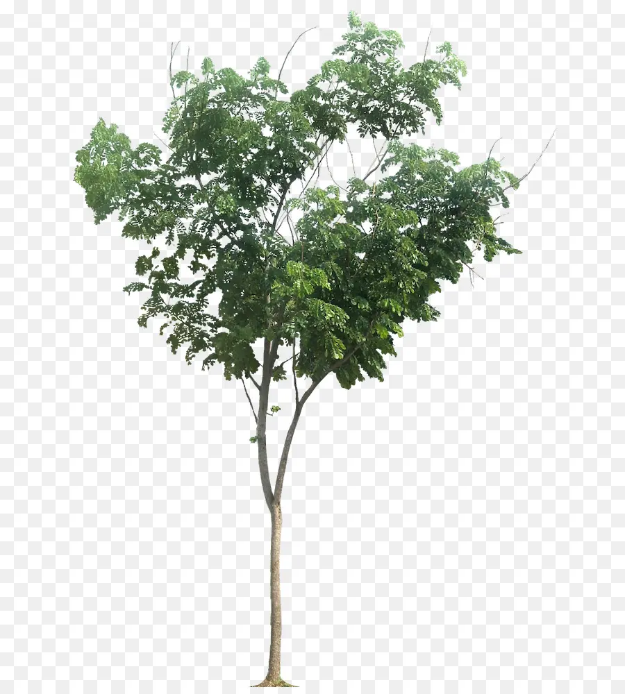 Raintree，شجرة PNG