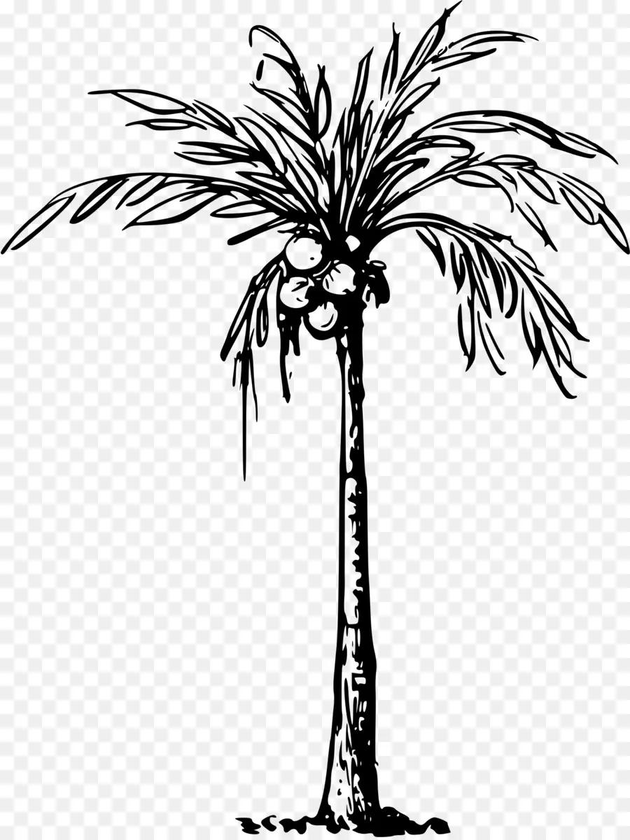 جوز الهند，Arecaceae PNG