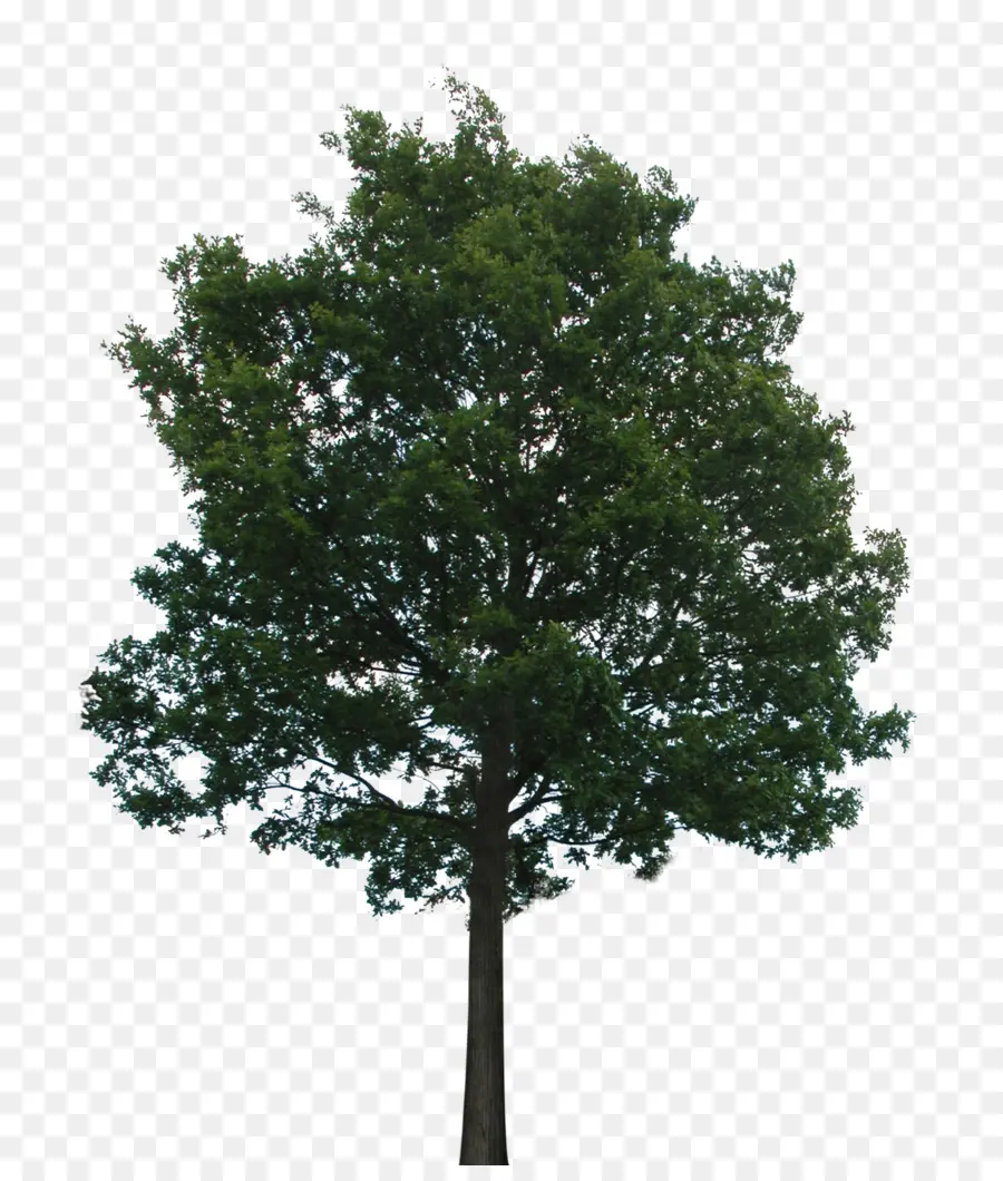 شجرة，شجار PNG