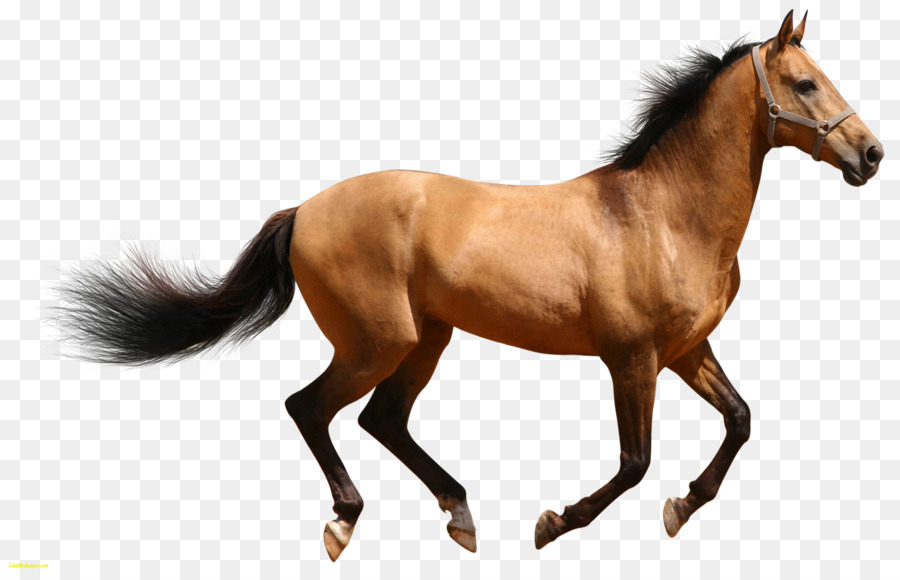 أمريكا الربع الحصان，الفريزيان الحصان PNG