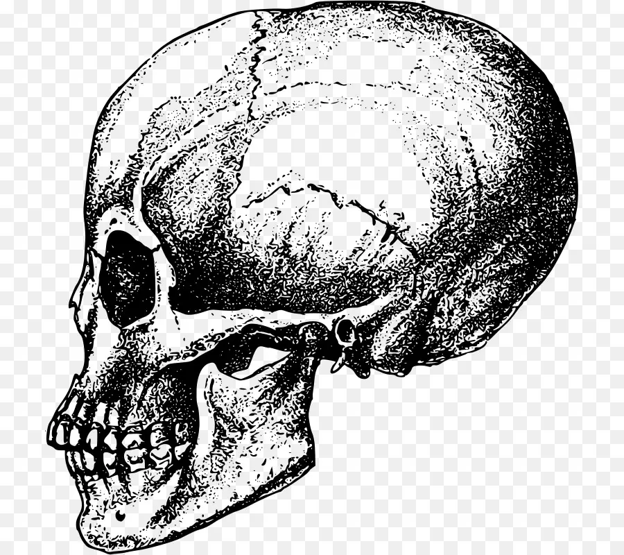 الجمجمة，العظام PNG