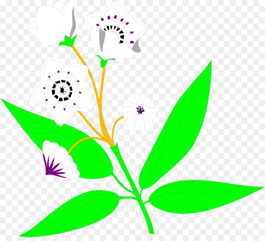 زهرة，Mountainlaurel PNG