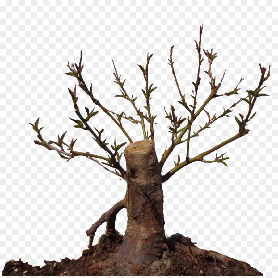 نبات，شجرة PNG