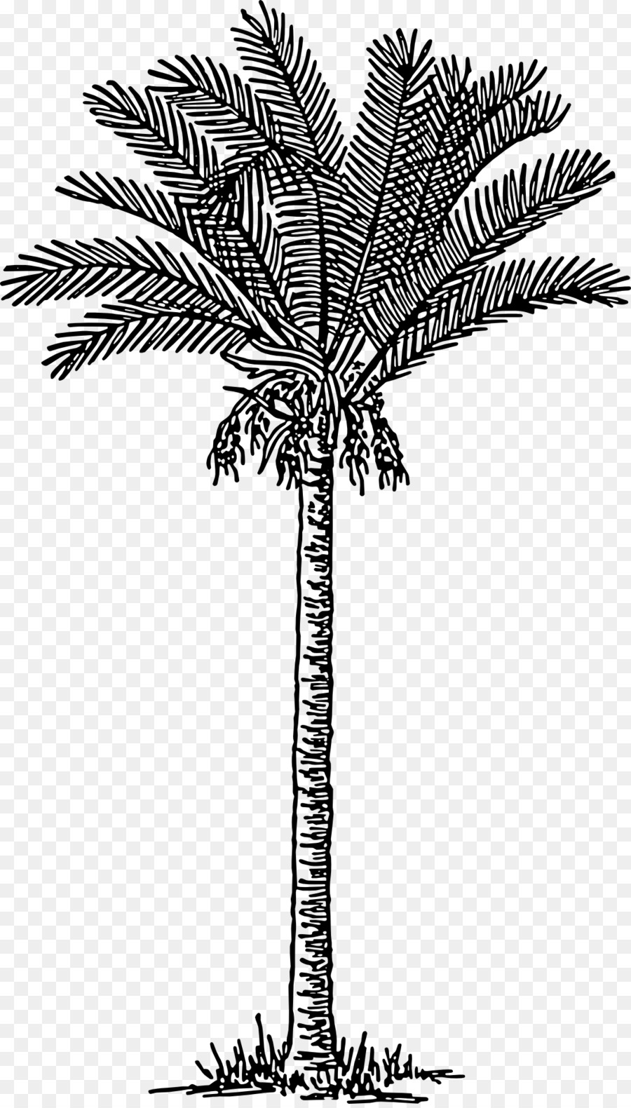 النخيل，Arecaceae PNG