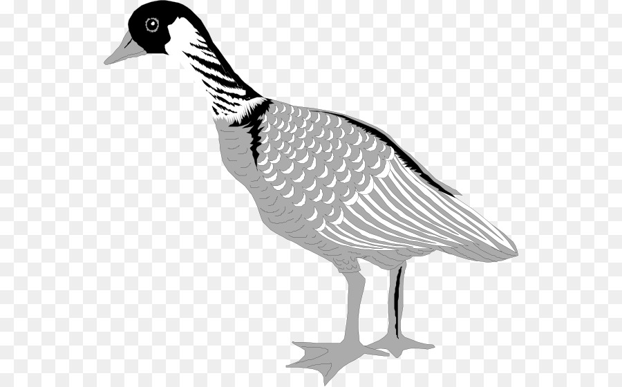 أوزة，Greylag Goose PNG