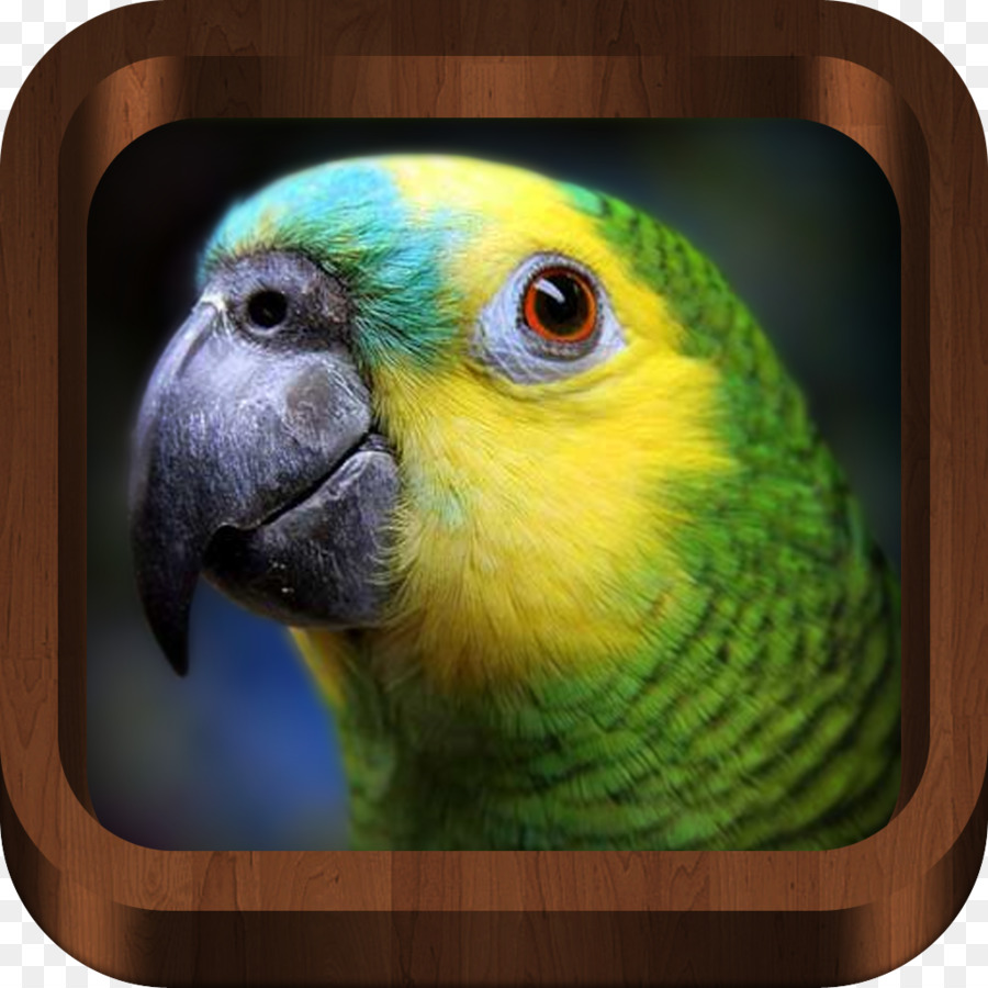 Turquoisefronted Amazon，ببغاء PNG