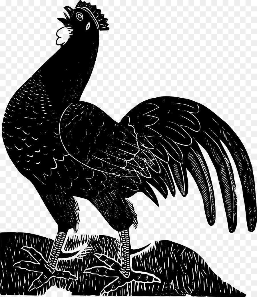 Ayam Cemani，دجاج ليغورن PNG