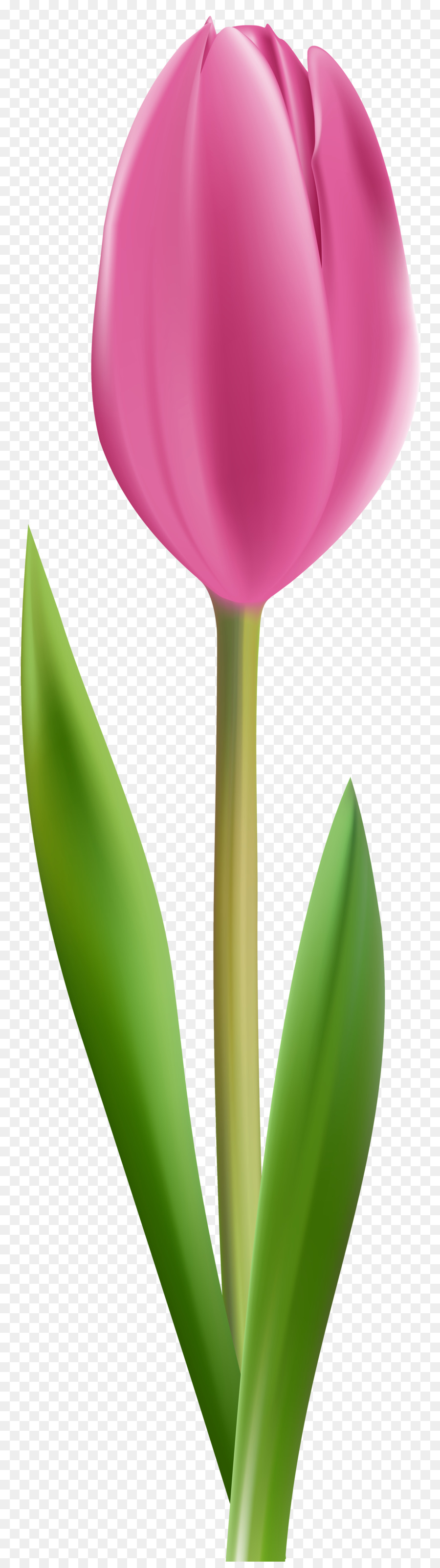 Tulipa Gesneriana，ورد PNG