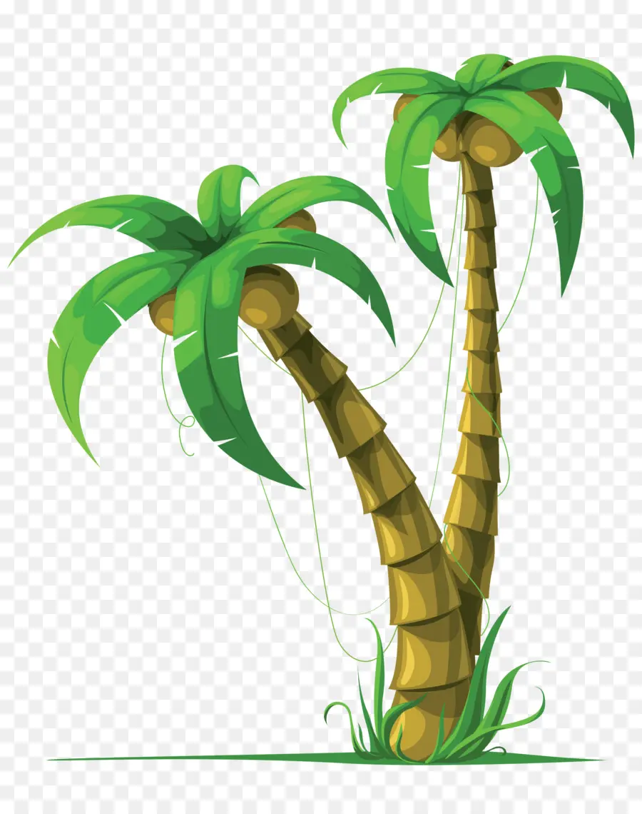 جوز الهند，Arecaceae PNG