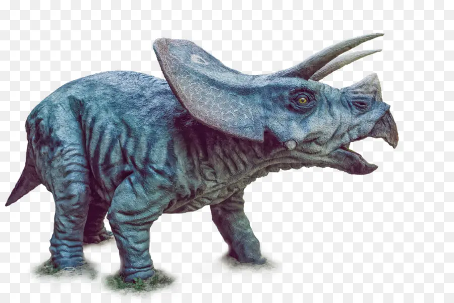Triceratops，Tyrannosaurus PNG