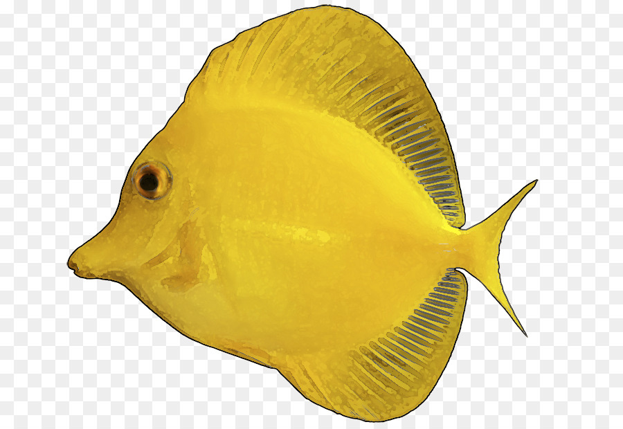 سمكة صفراء，الأسماك PNG