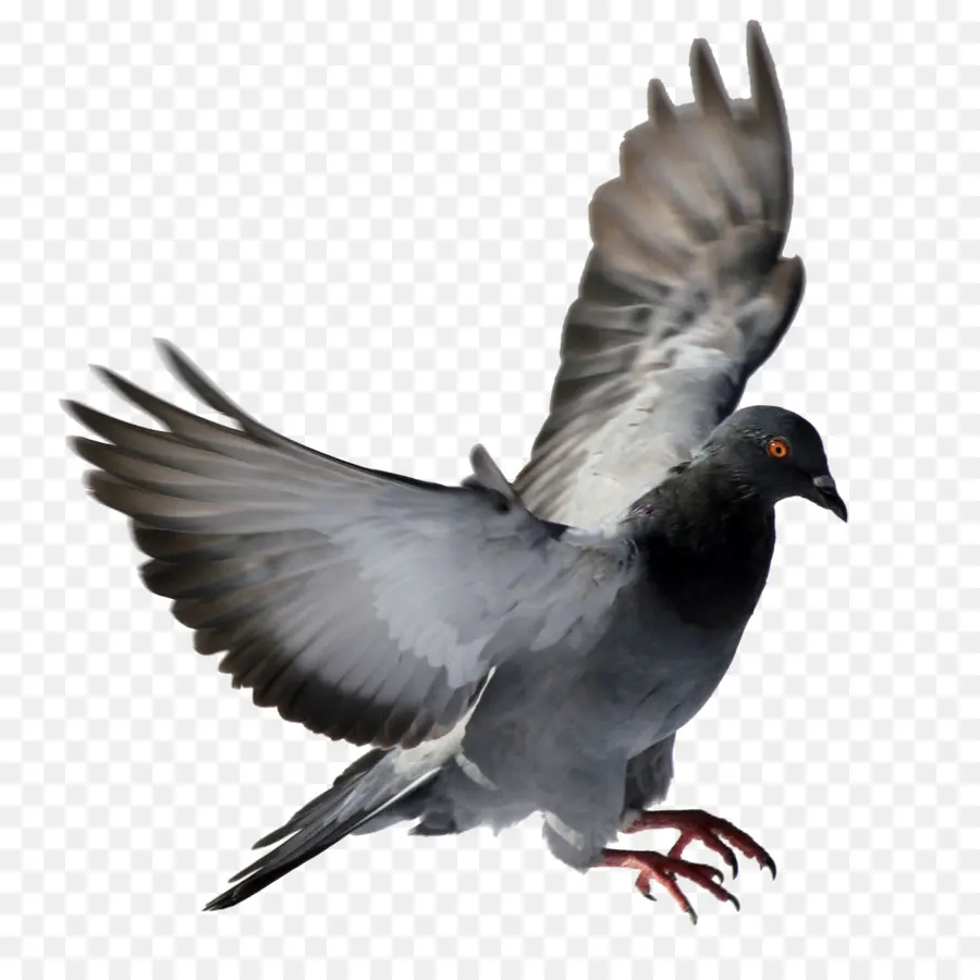 Rock Dove，Columbidae PNG