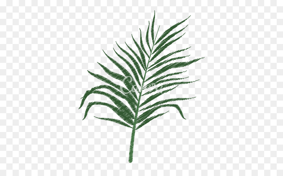 Arecaceae，شجرة PNG