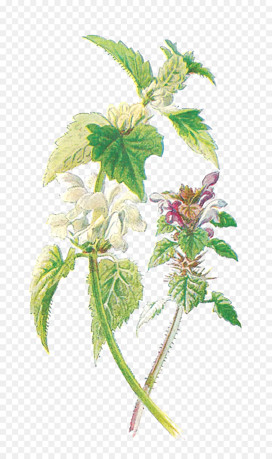 المشتركة نبات القراص，الأرجواني Deadnettle PNG