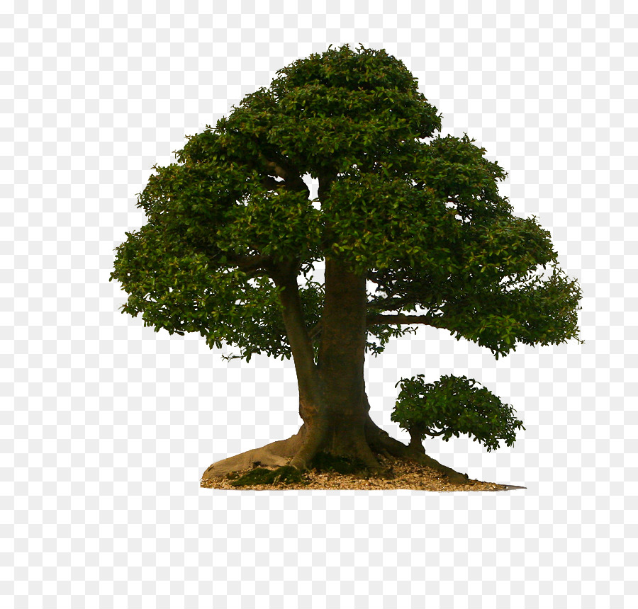 شجرة，الصنوبر PNG