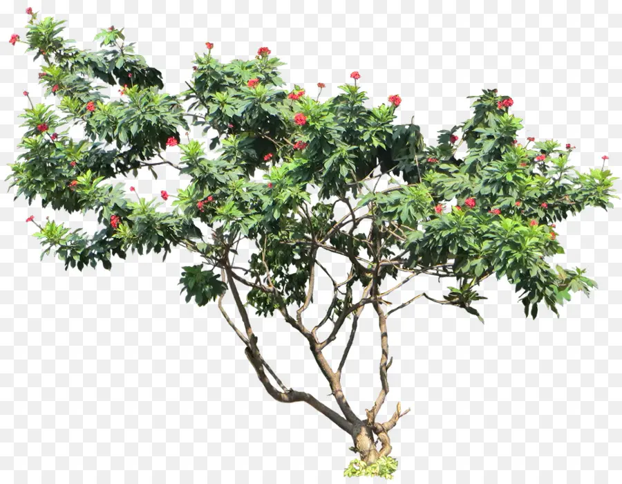 الجاتروفا Integerrima，شجرة PNG