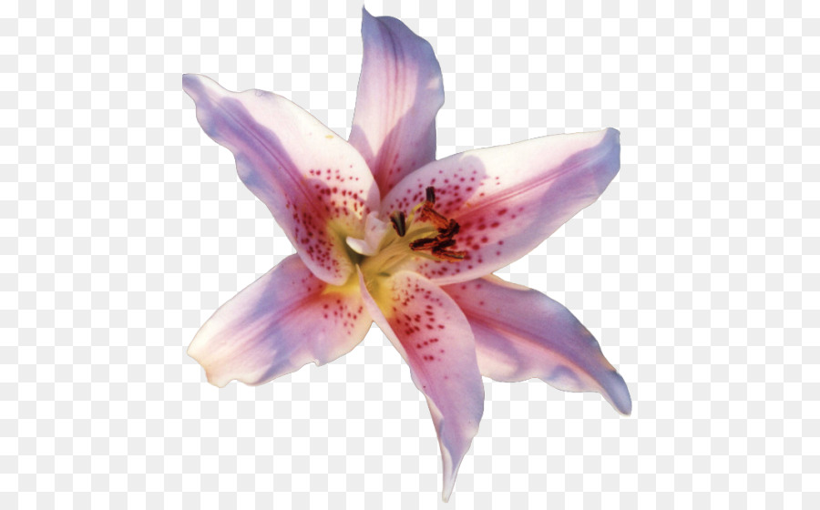 Lilium Candidum，زهرة PNG