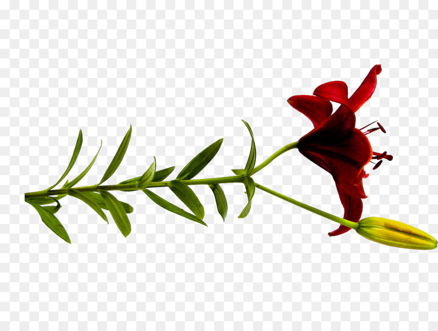 زهرة，Lilium PNG