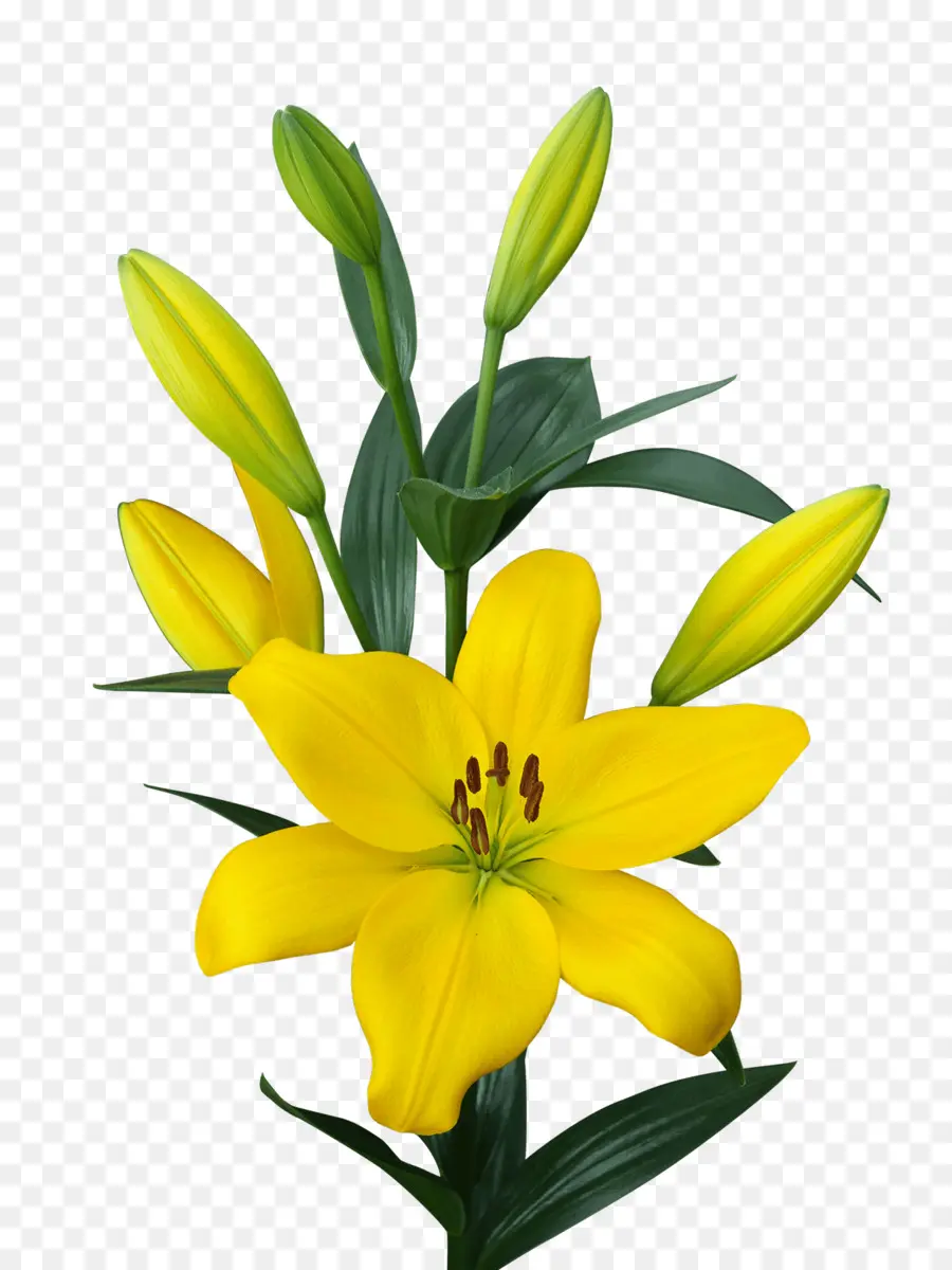 Golden Nugget لاس فيغاس，Lilium PNG