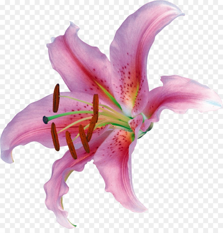 Lilium，زهرة PNG