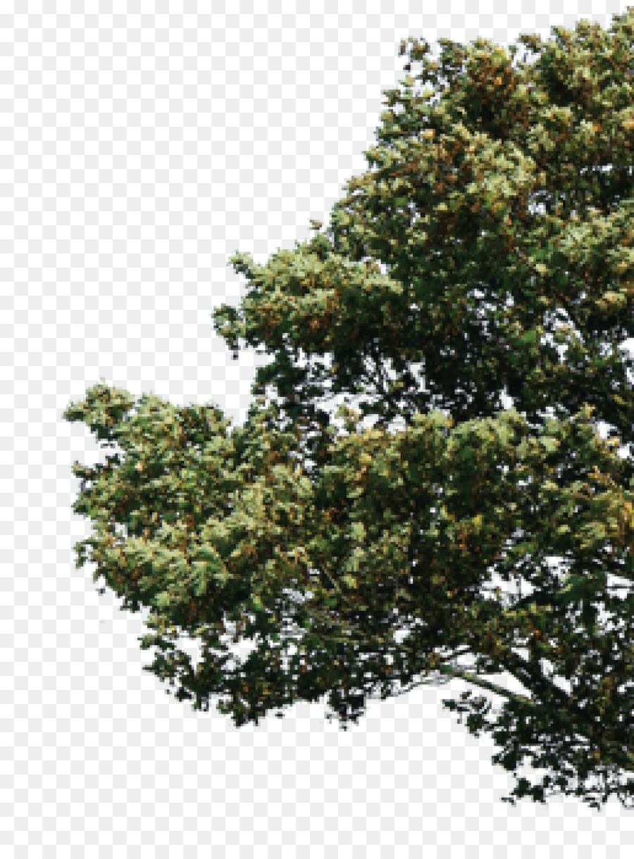 الوسام，شجرة PNG