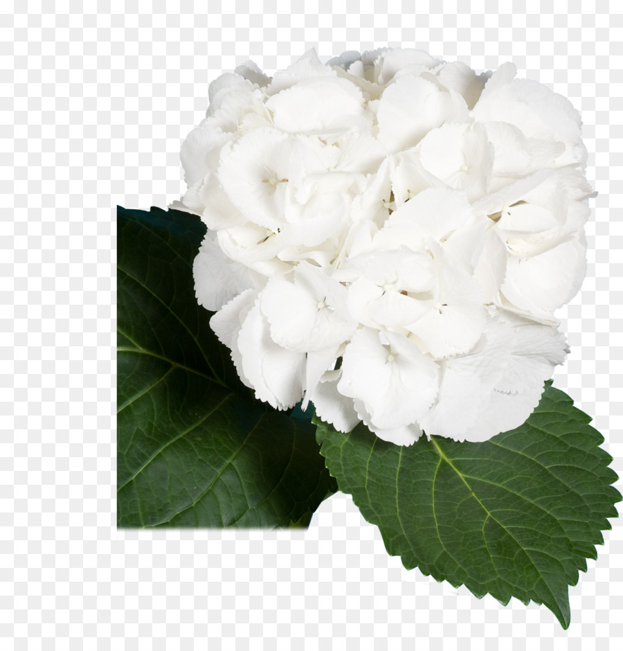 كوبية，Centifolia الورود PNG