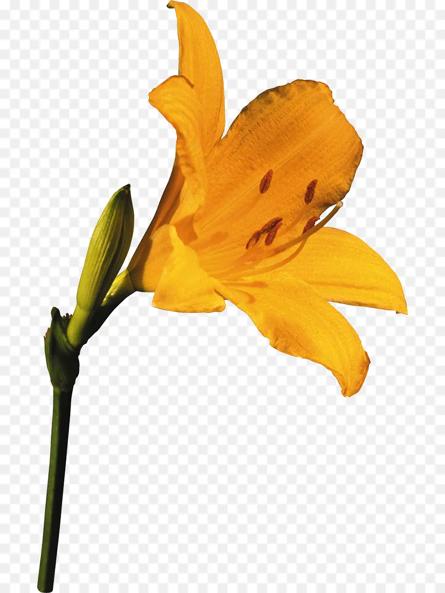 Hemerocallis Lilioasphodelus，زهرة PNG