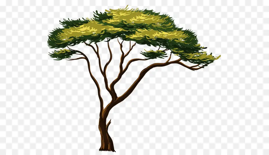 الأشجار الأفريقية，شجرة PNG