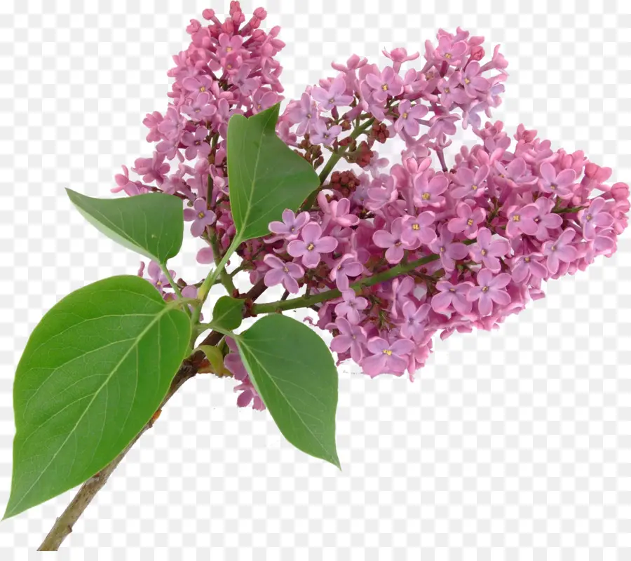 أرجواني，Syzygium Aromaticum PNG