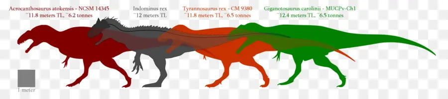 Giganotosaurus，فيلوسيرابتور PNG