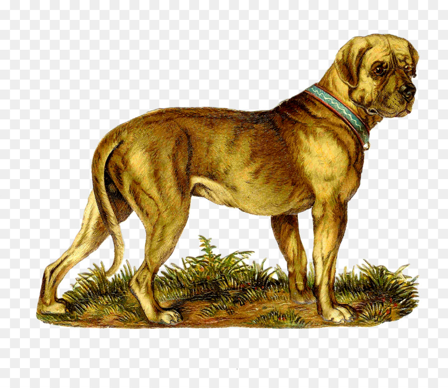 Catahoula Cur，العظمى الدانماركي PNG